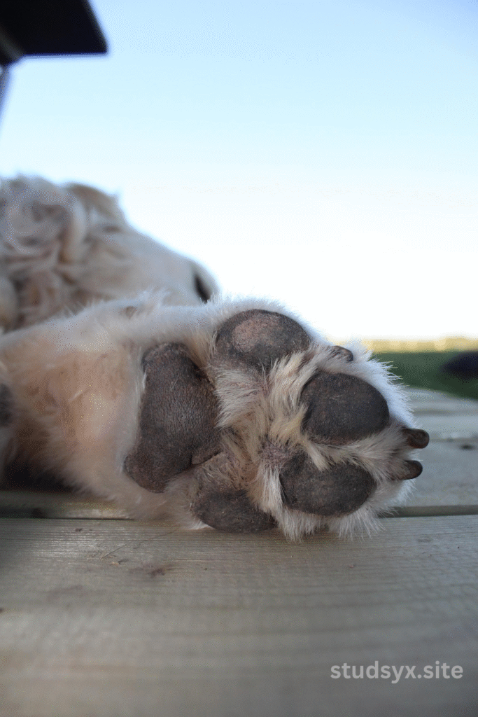 anaplasmosis in dogs